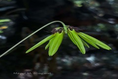 Bulbophyllum fimbriatum